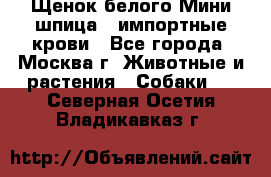Щенок белого Мини шпица , импортные крови - Все города, Москва г. Животные и растения » Собаки   . Северная Осетия,Владикавказ г.